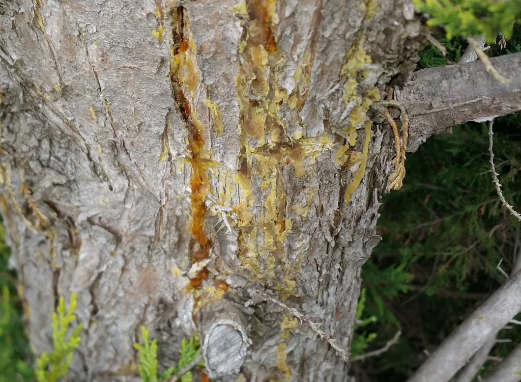 Cypress Canker Cypress Dieback Global Urban Forest